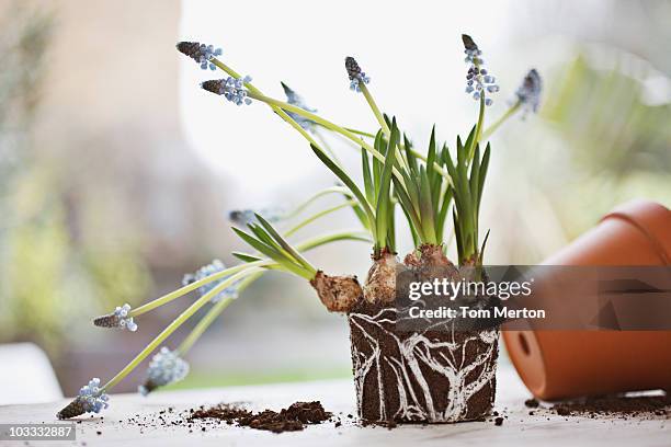 traubenhyazinthe plant entfernt von flowerpot - blumenzwiebel stock-fotos und bilder