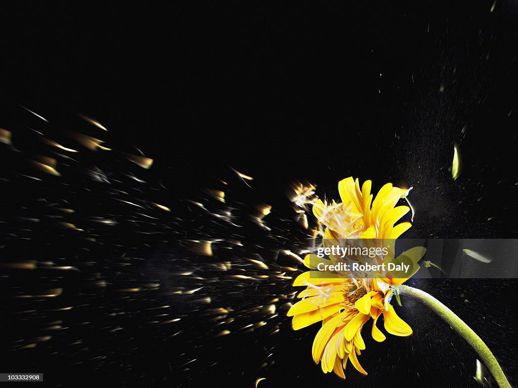 Pollen flying from yellow gerbera daisy