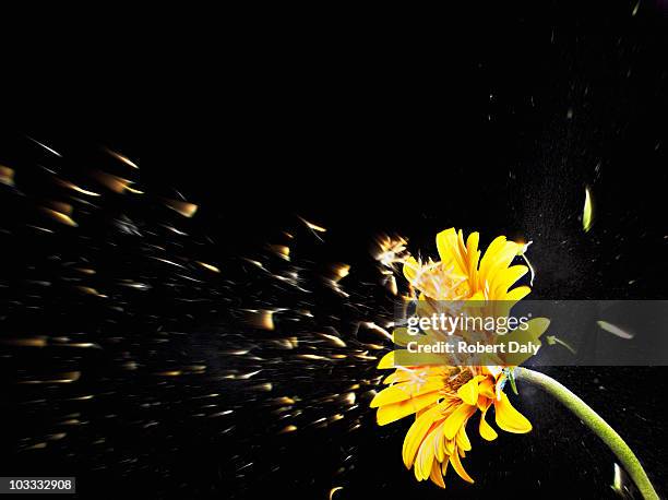 pollen flying from yellow gerbera daisy - pollen air stock pictures, royalty-free photos & images