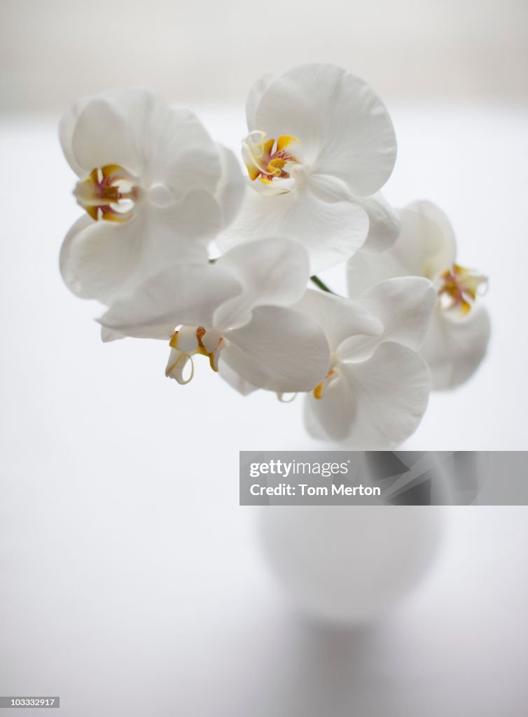 Plano aproximado de orquídeas brancas em Jarra