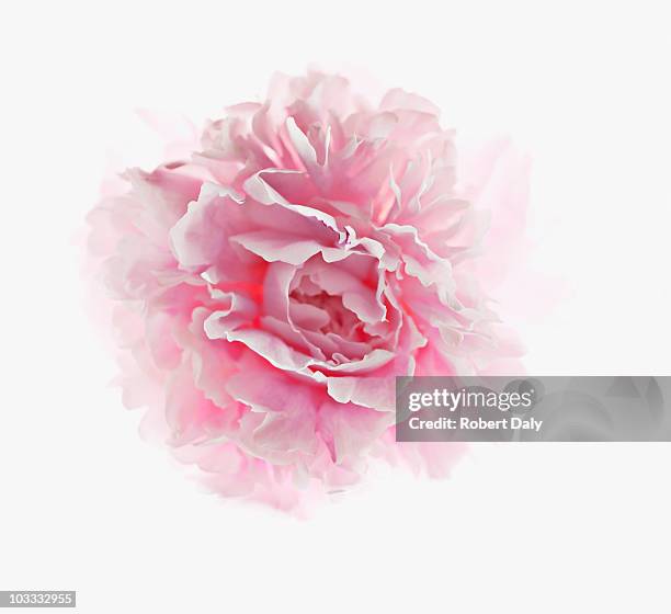 close up of pink peony - pink flower stock pictures, royalty-free photos & images