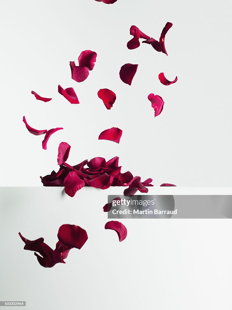 Red rose petals falling