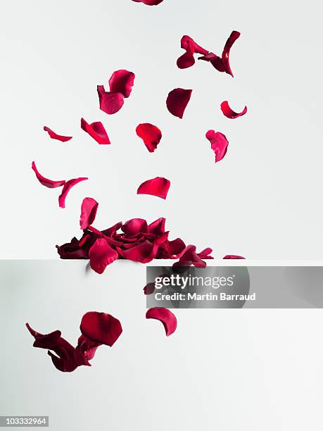 red rose petals falling - plummet stock pictures, royalty-free photos & images