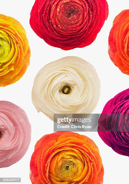 multicolor ranunculus - ranunculus bildbanksfoton och bilder