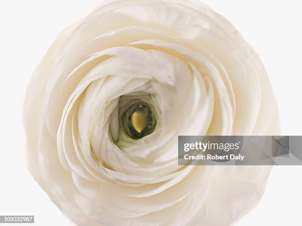 close up of white ranunculus - ranunculus bildbanksfoton och bilder