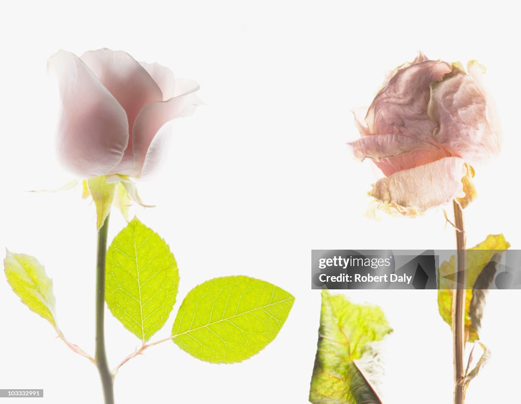 Contrast of blooming pink rose and dying pink rose