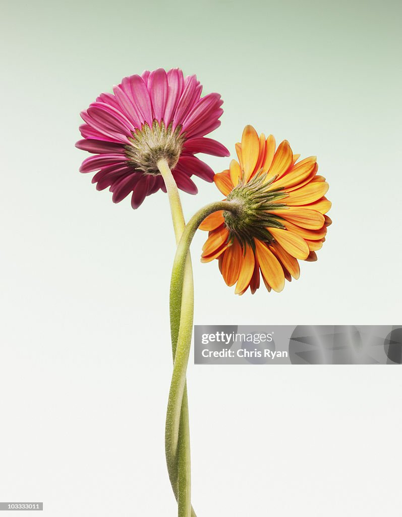 Deux gerbera daisies Entrelacement