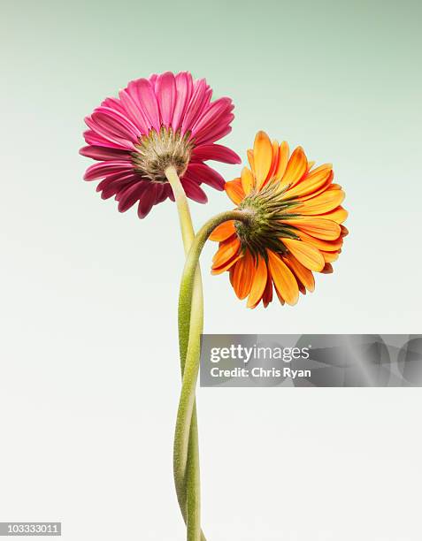two gerbera daisies intertwined - two gerbera daisies stock pictures, royalty-free photos & images