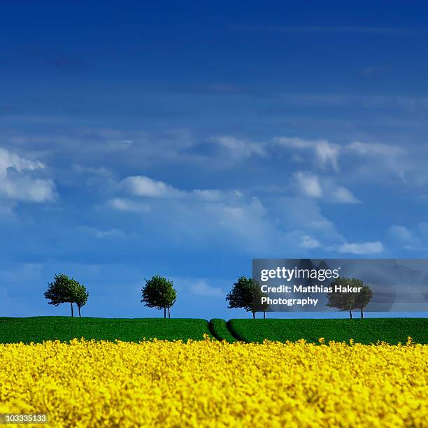 summmer colors - fehmarn - fotografias e filmes do acervo