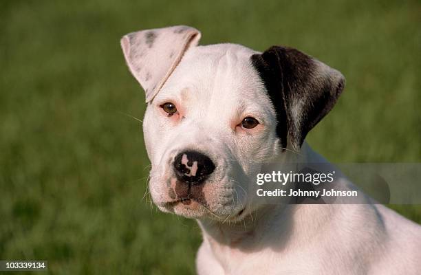 portrait of a spotted puppy - american bulldog stock pictures, royalty-free photos & images