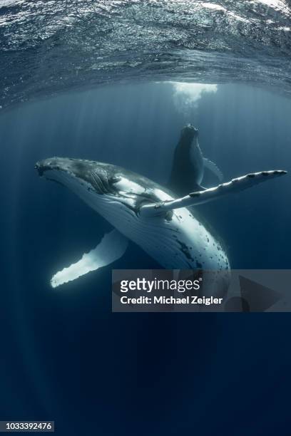 pair of humpback whales - images of whale underwater stock pictures, royalty-free photos & images