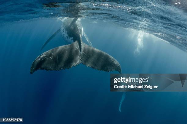 ザトウクジラのペア - tail fin ストックフォトと画像