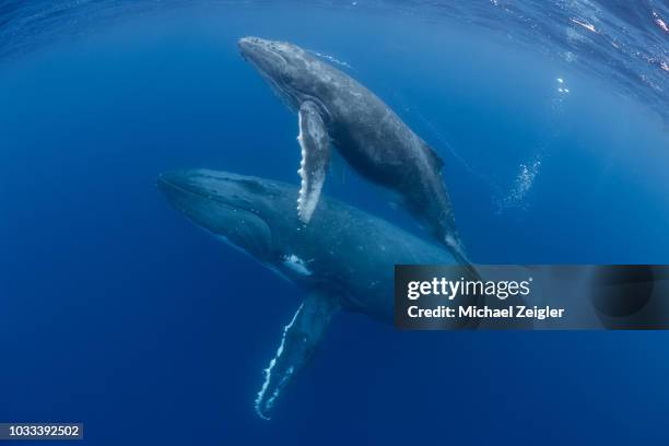 mother and calf humpback whales - humpbacks imagens e fotografias de stock