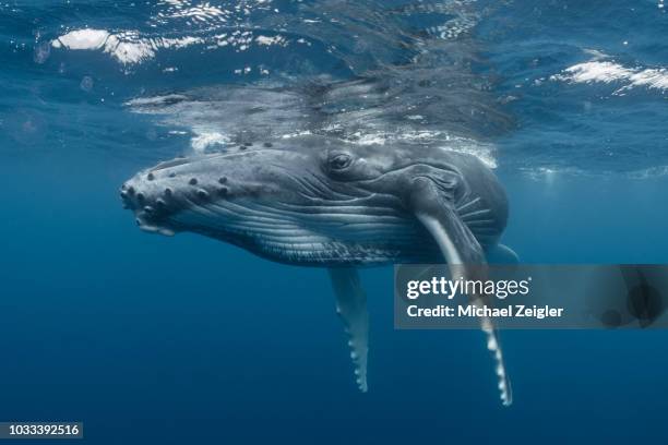 bultrug kalf ontspannen aan het oppervlak - zeedieren stockfoto's en -beelden