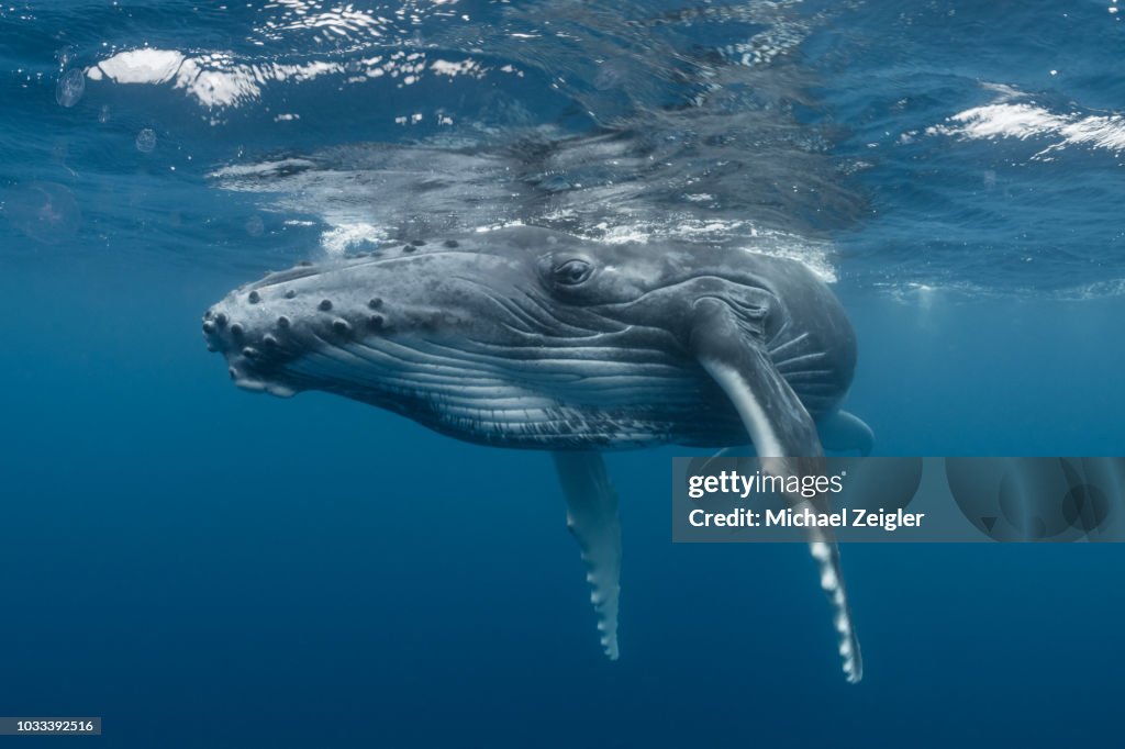 Humpback Whale Calf Relaxing at the Surface