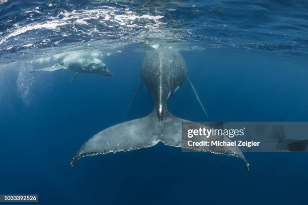mother and calf humpback whale swimming - humpback whale tail stock pictures, royalty-free photos & images