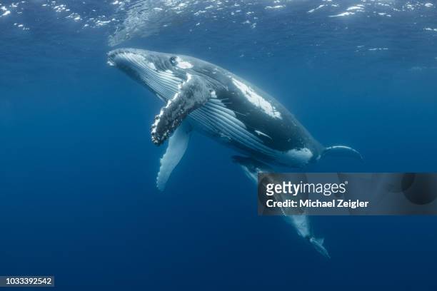 madre y cría de ballena jorobada cerca de la superficie - ballenato fotografías e imágenes de stock