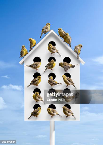 large bird box with many holes covered in birds - bird house imagens e fotografias de stock