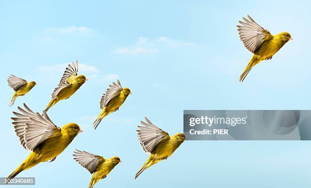 yellow bird flying in-front and higher than others - vogel stockfoto's en -beelden