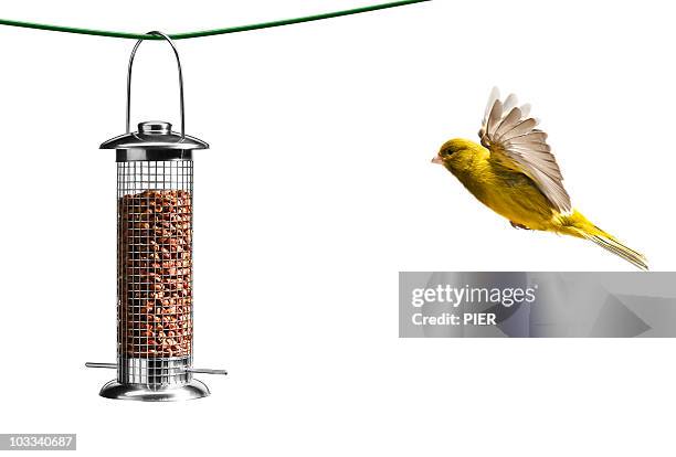 bird flying towards bird feeder, white background - vogelfutterspender stock-fotos und bilder