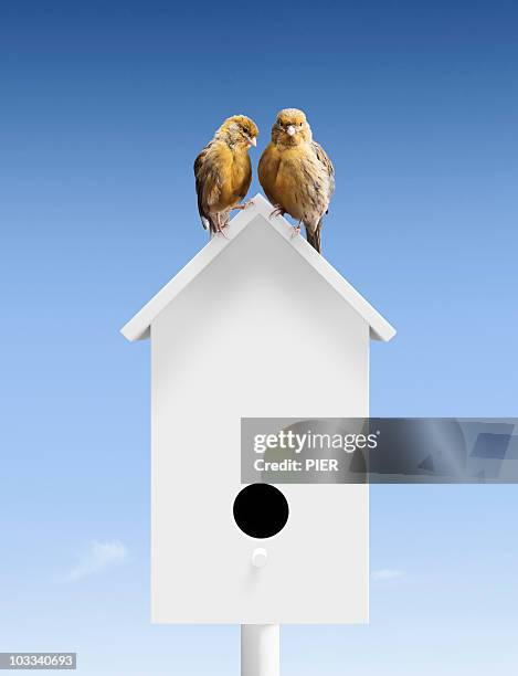a pair of birds sat close together on bird box - 鳥の巣 ストックフォトと画像