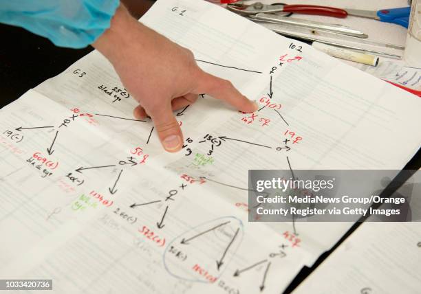 Anthony James, a molecular biologist at the University of California, Irvine, reviews the genealogy chart of mosquito populations been genetically...