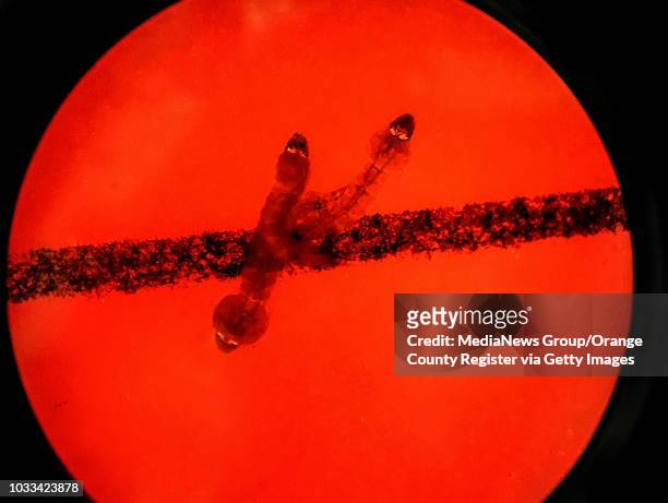 This infrared microscope image shows the red-glowing eyes of mosquito larvae. The red fluorescence is produced by a marker protein by researchers...