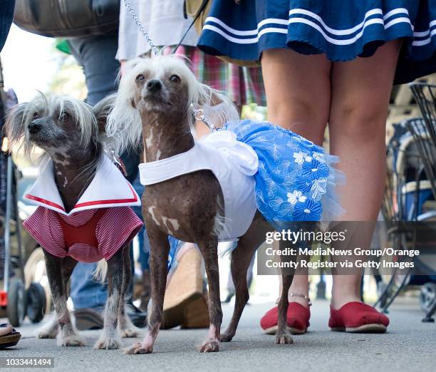 Lola Crabgrass, at left, and Stella Dandelion, arrive at Chloe Polka Dot's third birthday party in Orange. Chloe, a yorkshire terrier, has a Facebook...