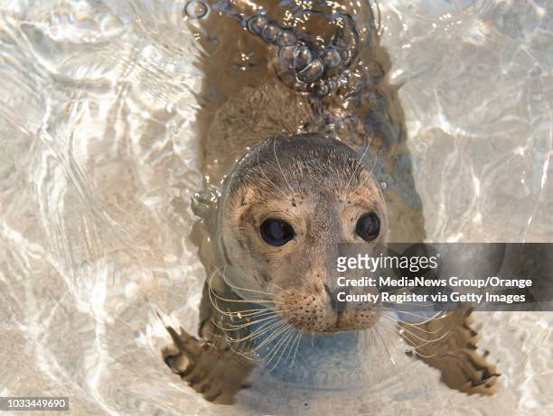Baby Herman, a 2-month-old rescued harbor seal, plays in the kiddie pool at the Pacific Marine Mammal Center. ///ADDITIONAL INFO: - Photo by MINDY...