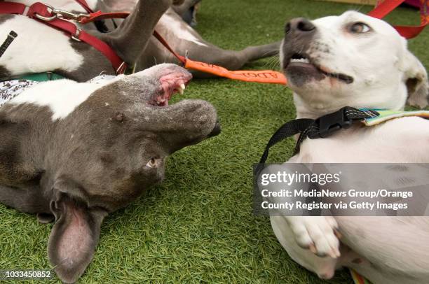 Pen Rescue Center 54 2 4 Hour Party People Stock Photos, High-Res Pictures, and Images ...