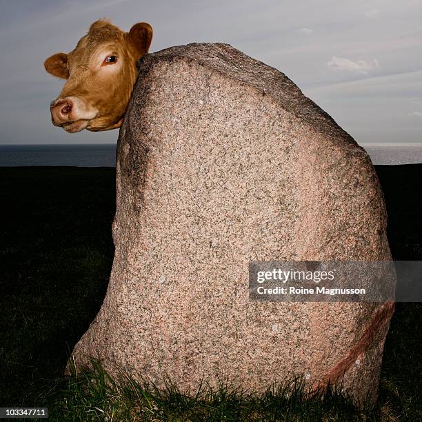 funny cow behind big stone - funny cow stock pictures, royalty-free photos & images