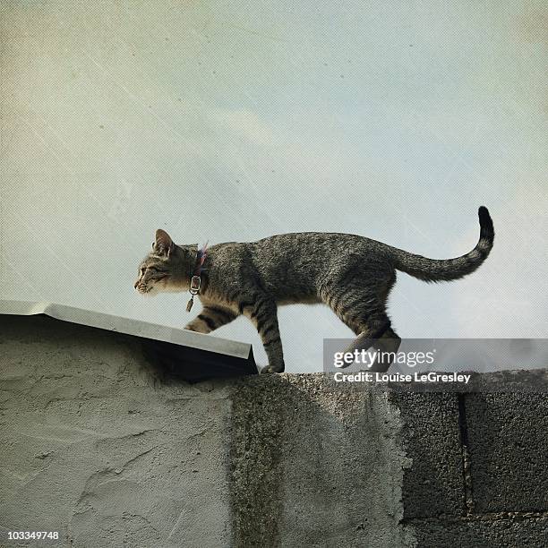 kitten walking on roof - cat walking stock pictures, royalty-free photos & images