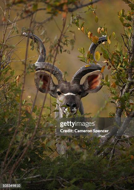 Kudu peers through foliage on July 20, 2010 in the Edeni Game Reserve, South Africa. Edeni is a 21,000 acre wilderness area with an abundance of game...