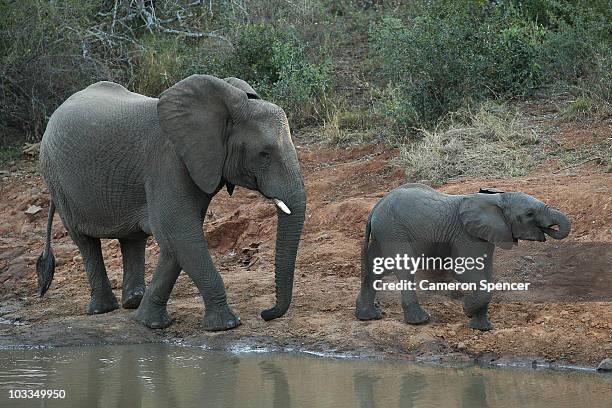 An elephant and her calf walk along a river bank on July 18, 2010 in the Edeni Game Reserve, South Africa. Edeni is a 21,000 acre wilderness area...