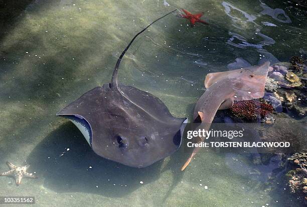 Photo taken on July 11, 2010 shows a shovel-nose ray passsing a stringray at the Living Reef aquarium on Daydream Island in the Whitsundays...