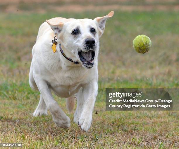Willow, a 6-year-old rescued yellow Labrador retriever, gets plenty of exercise chasing balls thrown by owner Barbara Thorne as they play at Malaga...