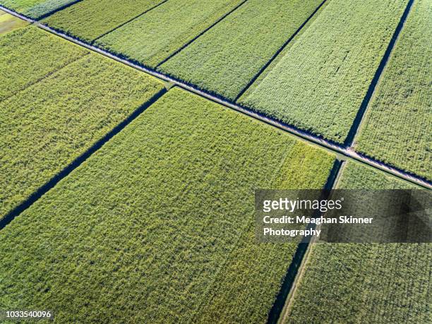 farming pattersn - sugar cane field stock pictures, royalty-free photos & images