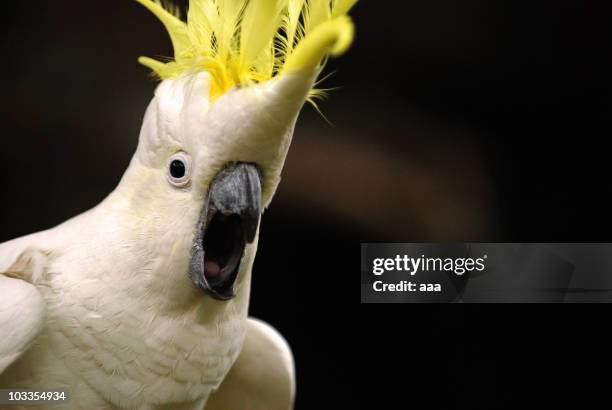 excited cockatoo - kakadu stock-fotos und bilder