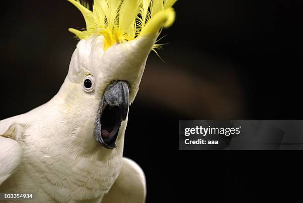 excited cockatoo - cacatúa fotografías e imágenes de stock