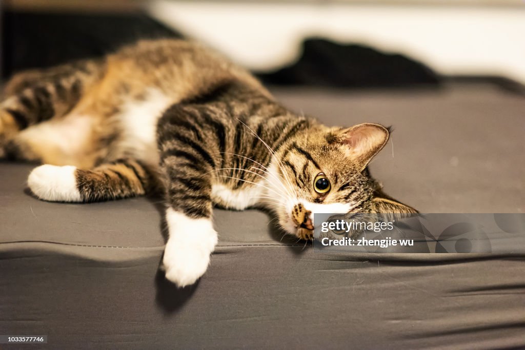 Li Cat Dragon Li Cat