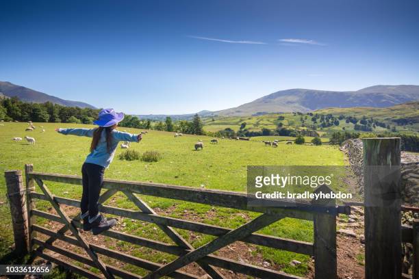girl watching sheep in countryside near keswick, england - keswick stock pictures, royalty-free photos & images