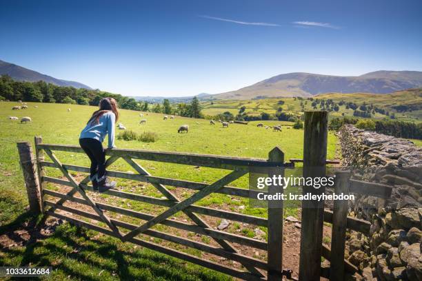 mädchen beobachten schafe in landschaft in der nähe von keswick, england - lake district stock-fotos und bilder