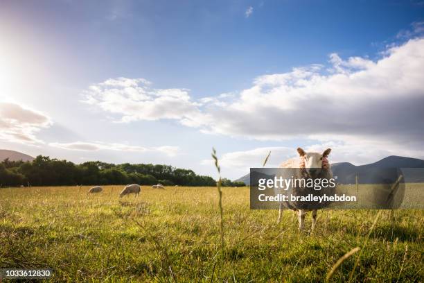 sheep grazing on the lush hills of keswick, england at sunset - sheep stock pictures, royalty-free photos & images