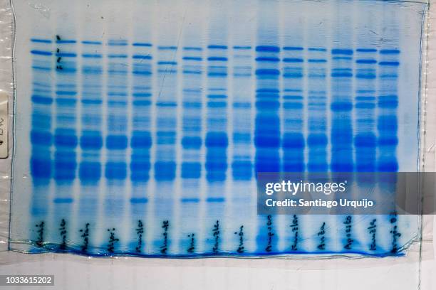 electrophoresis gel with wheat varieties - genetic variation stock pictures, royalty-free photos & images