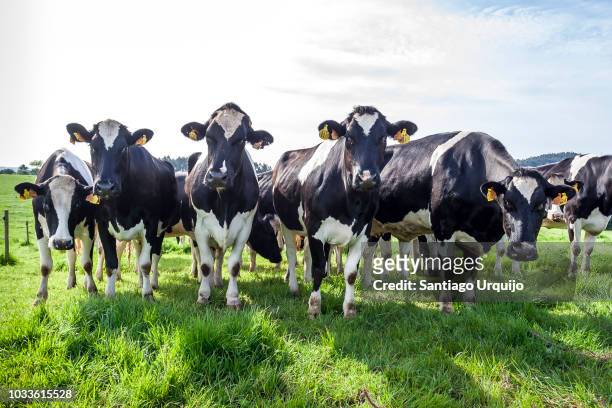 holstein cows grazing on a meadow - dairy cattle foto e immagini stock