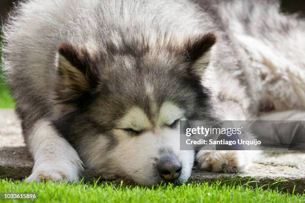 1,058 Alaskan Malamute Stock Photos and High-Res Images - Getty Images