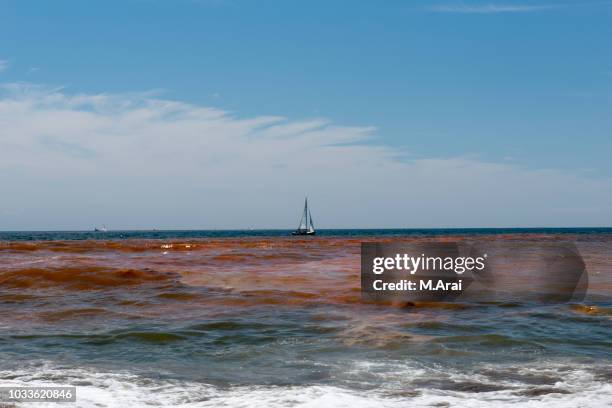 Red Ride Ocean 547 Red Tide Ocean Stock Photos, High-Res Pictures, and Images - Getty ...