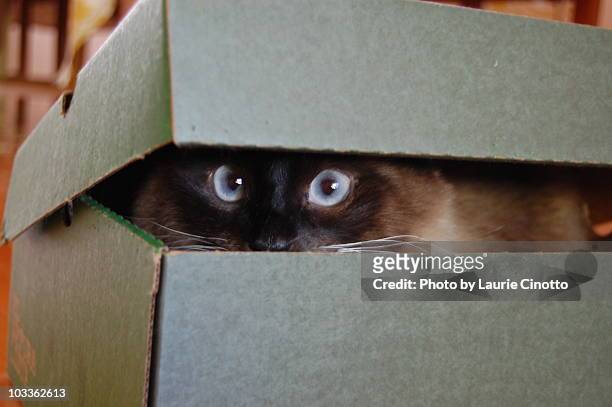 cat peeking out of box - cat box foto e immagini stock