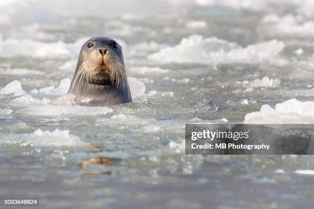 bearded seal - greenland seal stock pictures, royalty-free photos & images
