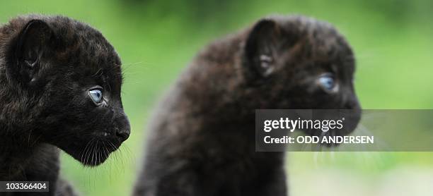 Newly born Black Panther twins Baturgai and Ormilia look at the media scrum during their presentation to the press and public at east Berlin's...